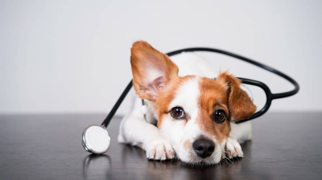 Protect Your Pet: Do Singing Bowls Hurt Dogs Ears